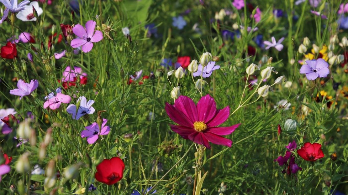 photo de fleurs sauvages wildflowers, meadow, grass